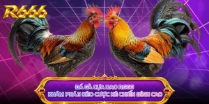 Đá Gà Cựa Dao R666 - Khám Phá 3 Kèo Cược Kê Chiến Đỉnh Cao