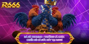 Đá Gà Thommo - Trường Cá Cược Chiến Kê Có Sức Hút Tại R666