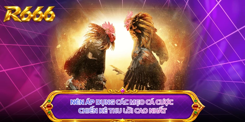 Nên áp dụng các mẹo cá cược chiến kê thu lời cao nhất